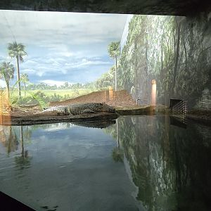 Islands Pavilion - Cuban crocodile