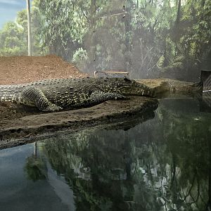 Islands Pavilion - Cuban crocodile