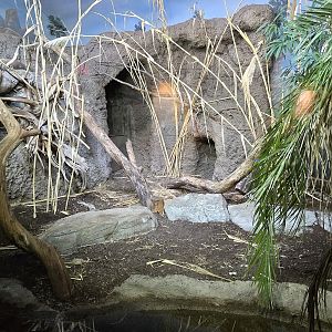 Islands Pavilion - Komodo dragon (indoor habitat)