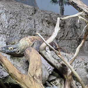 Islands Pavilion - Komodo dragon (indoor habitat)