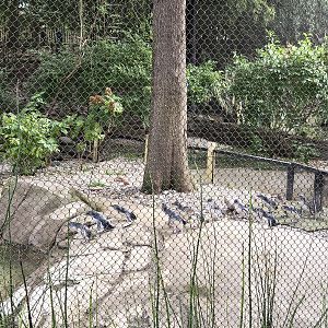 Penguin Cove (little penguins)