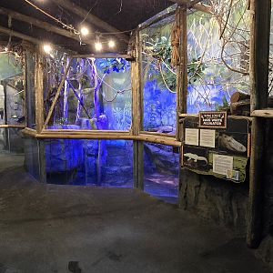 Herpaquarium - White alligator area