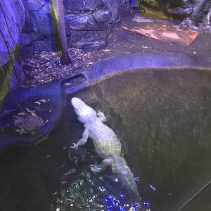 Herpaquarium - White alligator