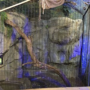 Herpaquarium - Burmese python