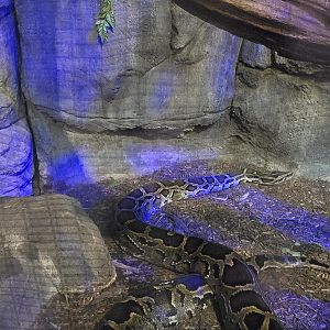 Herpaquarium - Burmese python