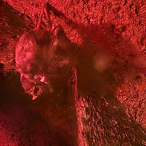 Herpaquarium - Vampire bats