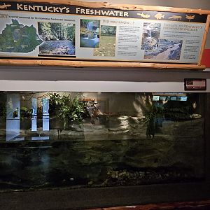 Herpaquarium - Hellbender