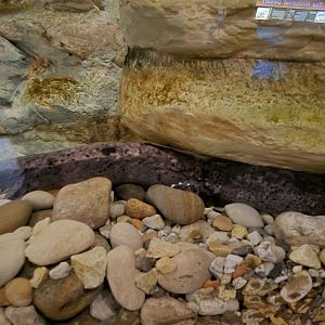 Herpaquarium - Hellbender