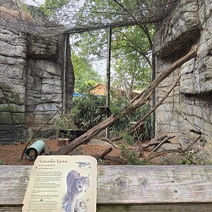 Cats of the Americas - Canadian lynx