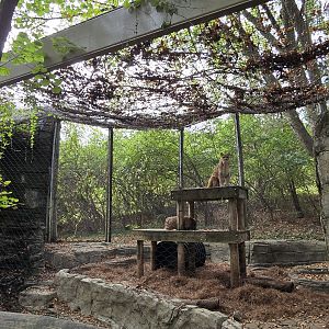 Cats of the Americas - Puma