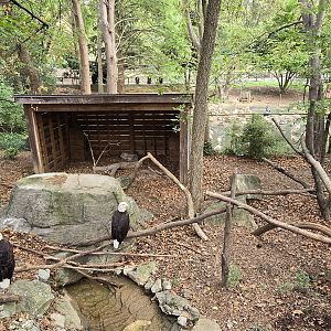 Cats of the Americas - Bald eagles
