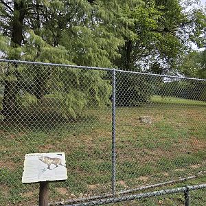 Americas - Maned Wolf