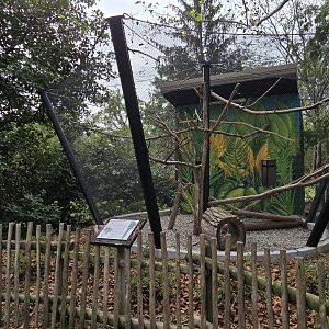 Americas - Hyacinth Macaw