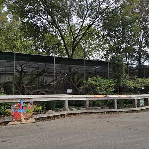 Americas - Red Panda