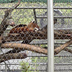 Americas - Red Panda