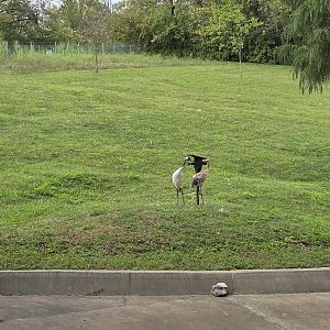 Americas - Red crowned crane