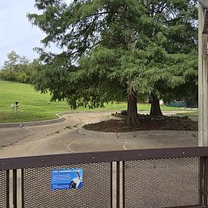 Americas - Red crowned crane
