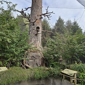 Glacier Run - Stellar's Sea Eagle aviary