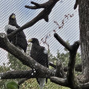 Glacier Run - Stellar's Sea Eagle aviary