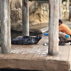 Glacier Run - harbor seal