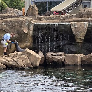 Glacier Run - California sea lion