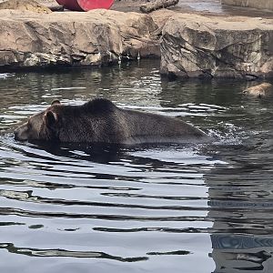 Glacier Run - Brown bear