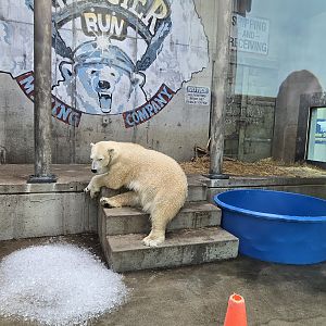 Glacier Run - Polar bear