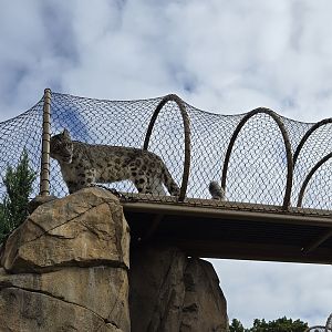 Snow Leopard Pass - net tunnel