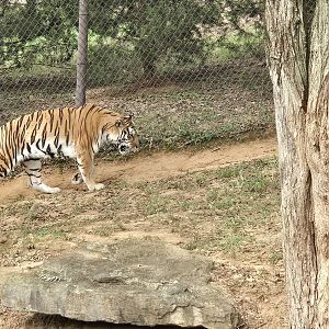 Tiger Taiga - Amur tiger