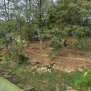 Tiger Taiga - Amur tiger