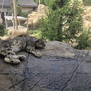 Snow Leopard Pass - Snow leopard