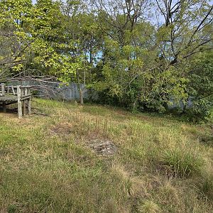 Gorilla Forest - Outdoor yard