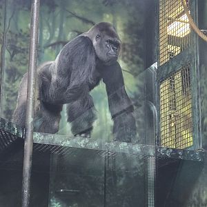 Gorilla Forest - Indoor area