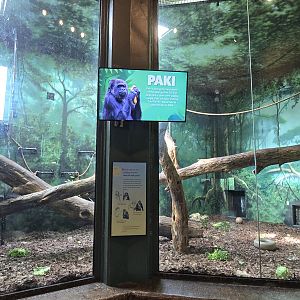Gorilla Forest - Indoor area