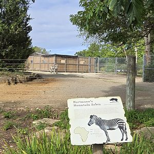 Africa - Moutain zebra