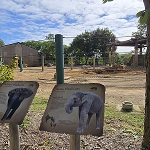 Africa - African and Asian elephants