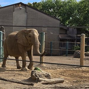 Africa - African Elephant