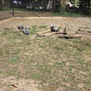 Africa - Ruppell's griffon vulture, East African crowned crane