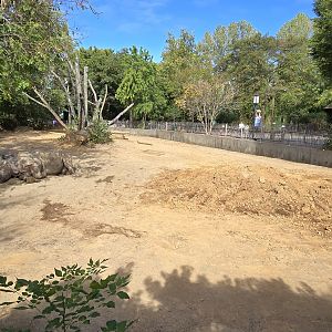 Africa - Southern White rhino
