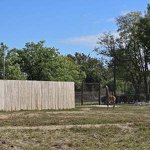 Africa - Masai giraffe