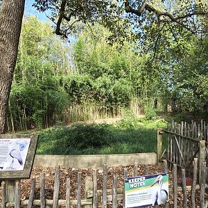 Africa - Watled crane