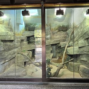 Africa - Kopje with hyrax (inside the giraffe house)