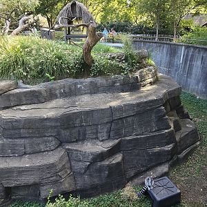 Africa - Ring tailed lemur
