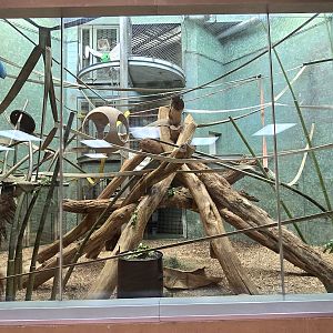 Islands Pavilion - Orangutan indoor area