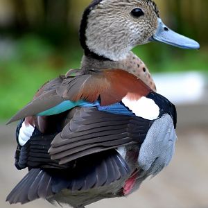 Ringed Teal (Callonetta leucophrys)