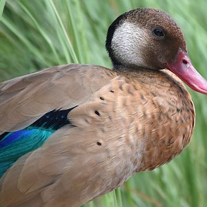 Brazilian Teal (Amazonetta brasiliensis)