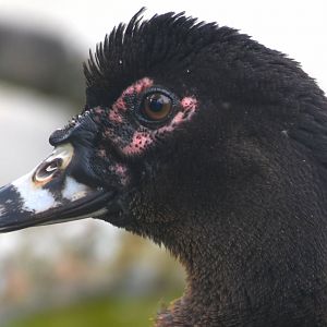 Muscovy Duck (Cairina moschata)