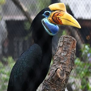 Knobbed Hornbill