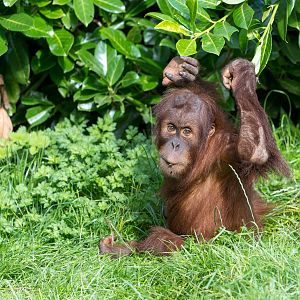 Juvenile Sumatran Orangutan, Chester, UK