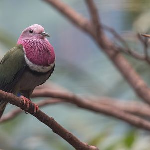 Pink headed fruit Dove, Chester, UK